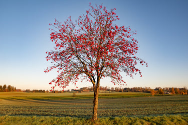 20 ASH TREE Mountain / Amur / Rowan - Sorbus Aucuparia Seeds